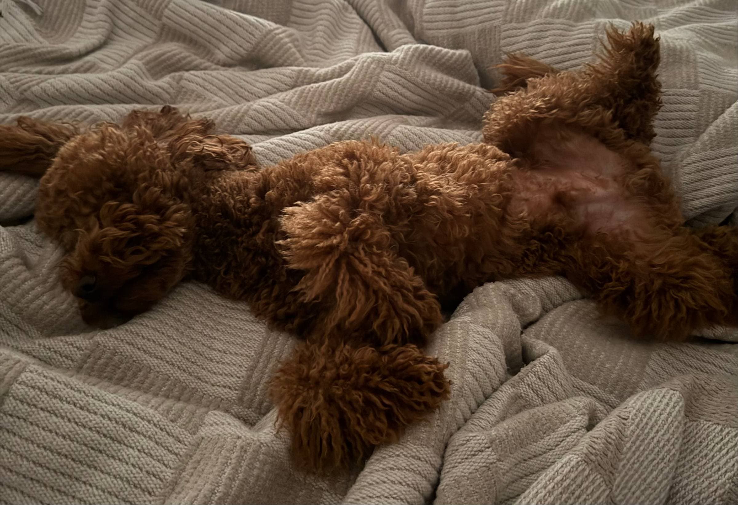 I tried OpenClaw, so you don't have to...